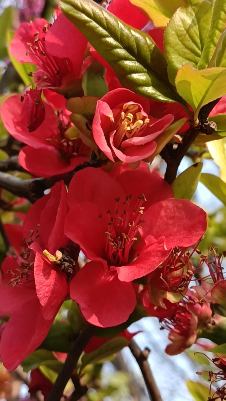 你好,夏天#喜庆吉祥的红色花美极了!