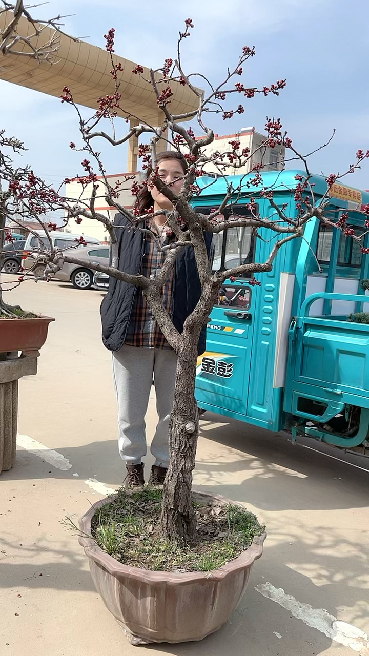 杏树盆景适合庭院地栽