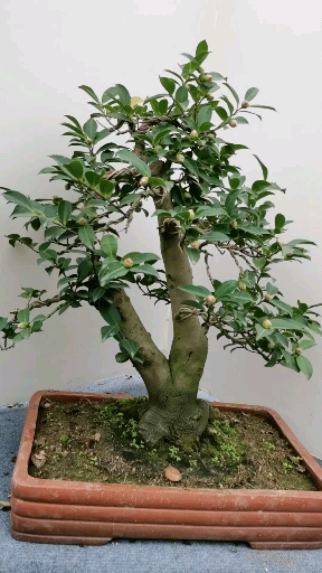 原生茶梅,很难得的老桩哦(-ω-`)