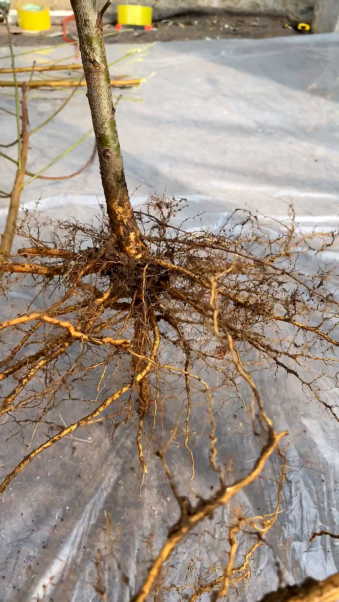 一棵树苗,要想成活率高,主根,须根,毛细根完整是非常重要的!