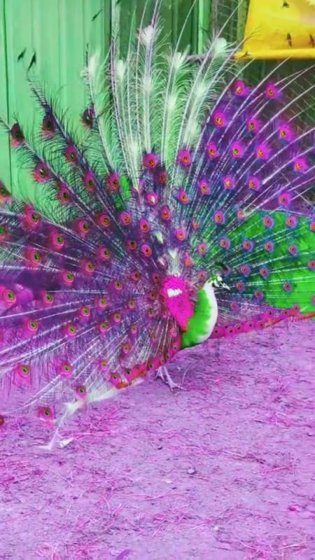 孔雀开屏,好运连连!见着发财