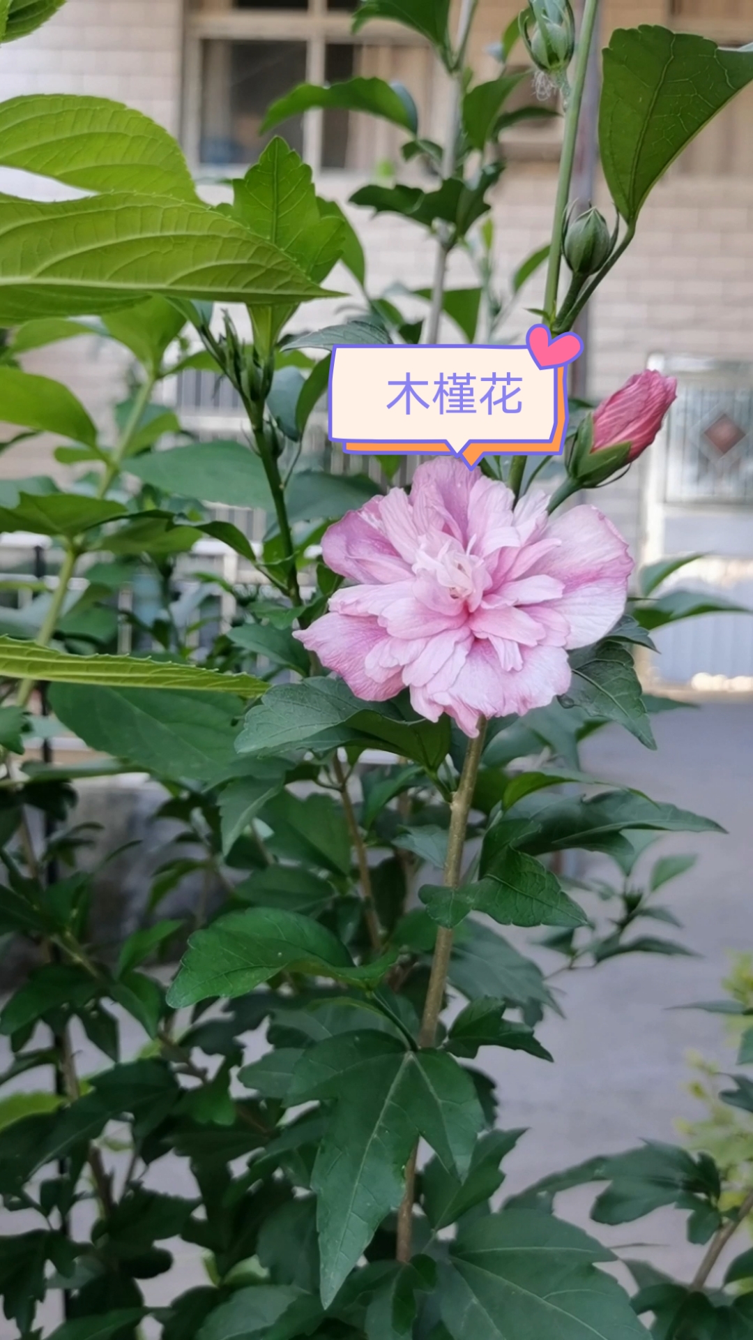 记录生活#木槿花开啦.花语:永恒的生命力.-度小视