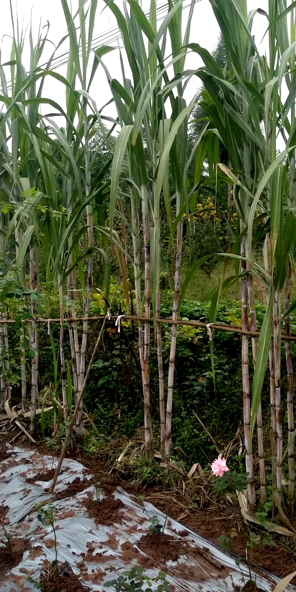 冬季进补计划#农村小伙种植甘蔗技术世界第一,成活率百分之百,你慷
