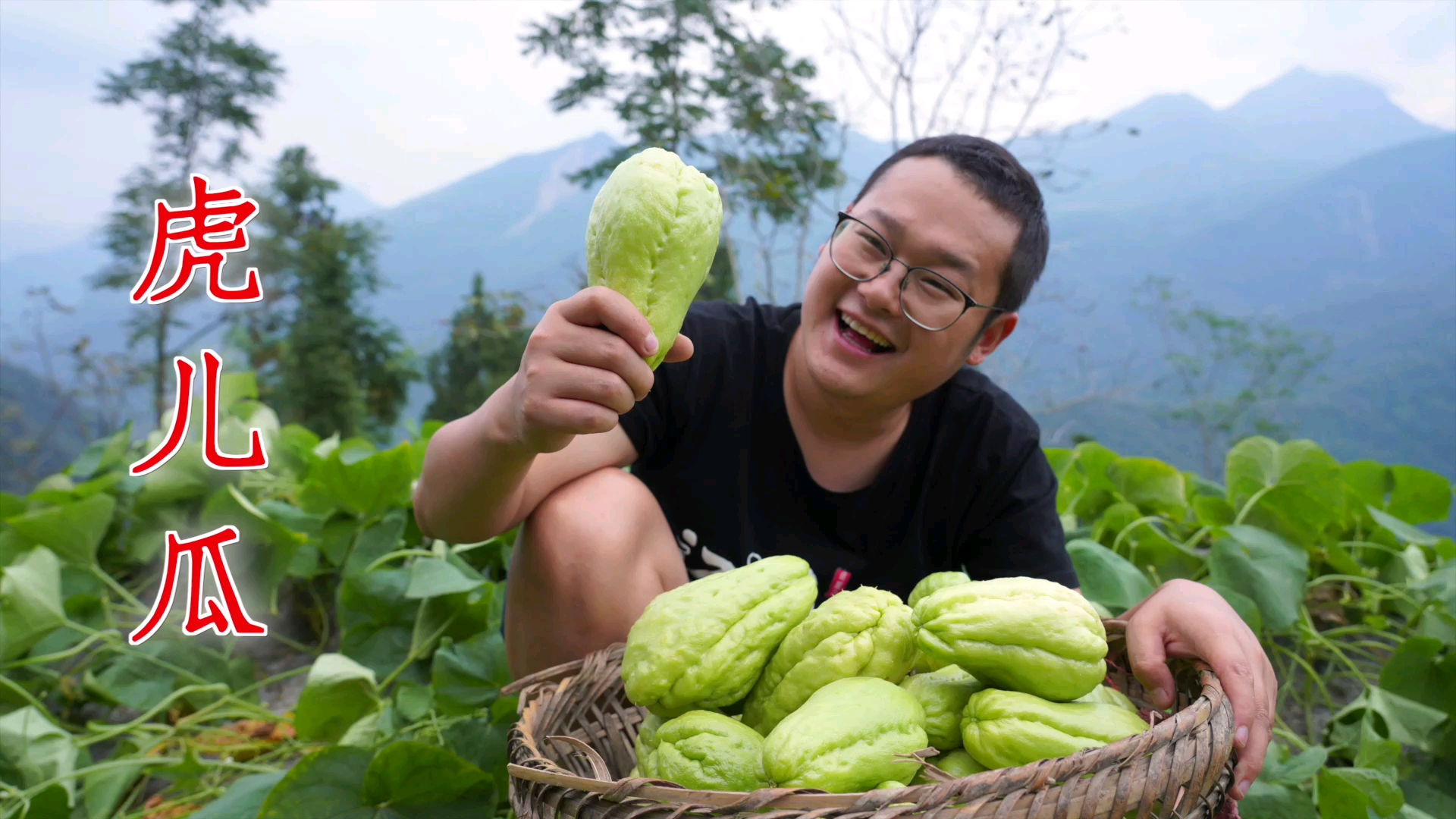 美食#邻居家的虎儿瓜熟了,摘一背篼回家尝尝鲜,你们吃过这种蔬菜吗?