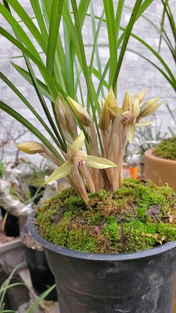 兰花开了!花量爆盆,太美了