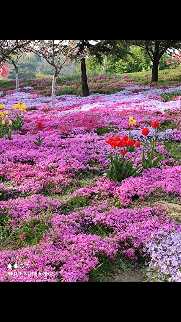 鲜花遍地.这个季节太美了.