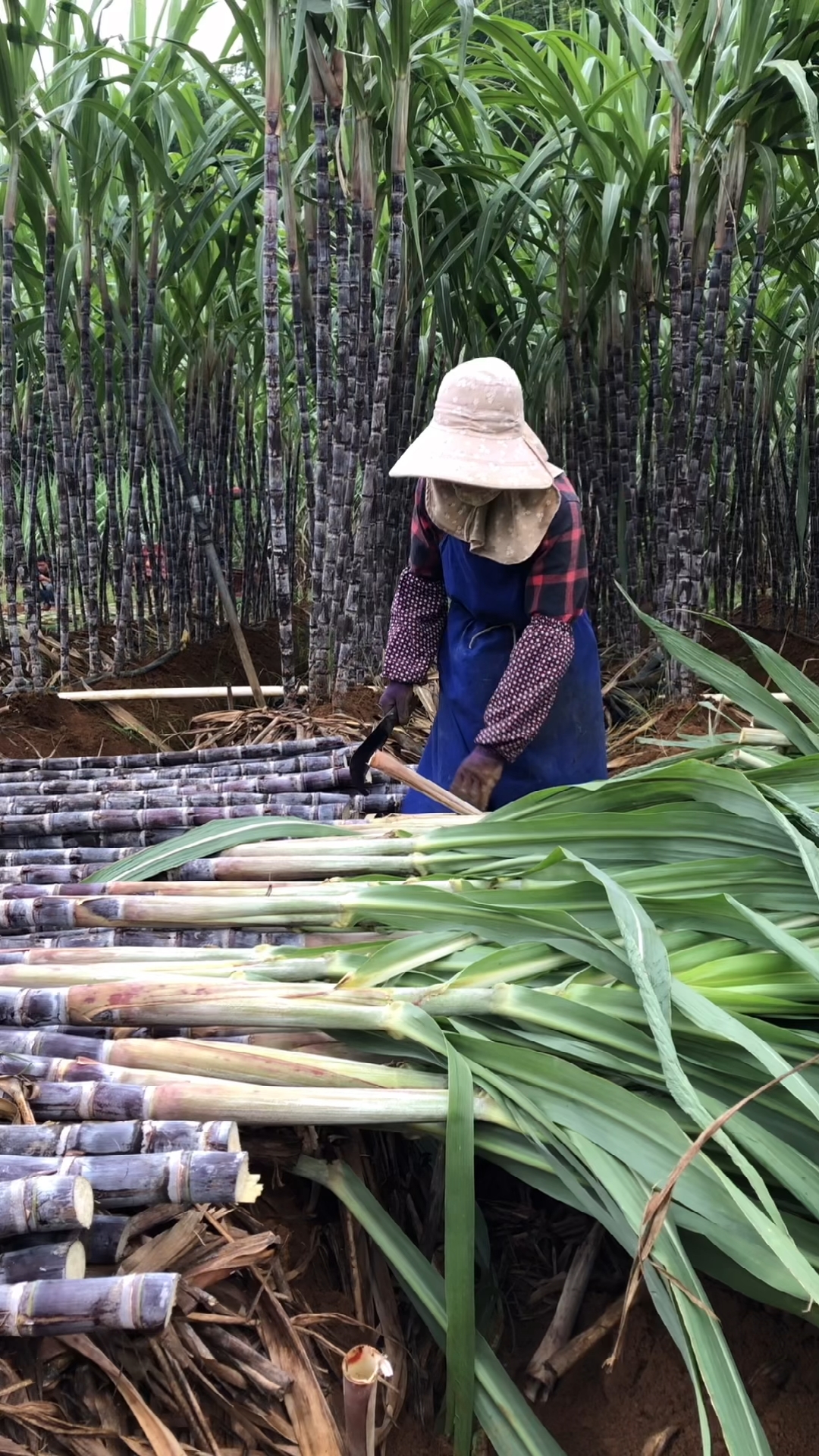 记录生活#轰轰烈烈拔甘蔗现场