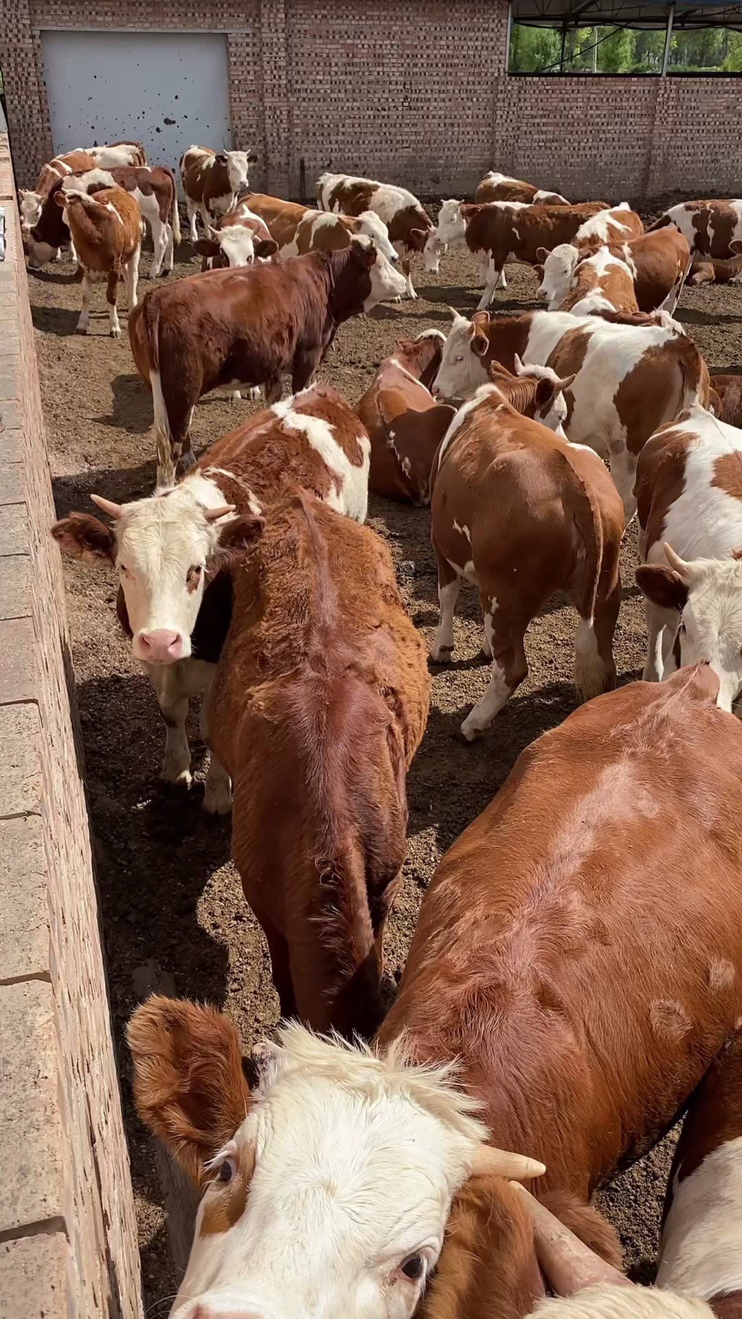 西门塔尔牛#全部都是紫红花大白头的西门塔尔二岁子牛,大家好好看