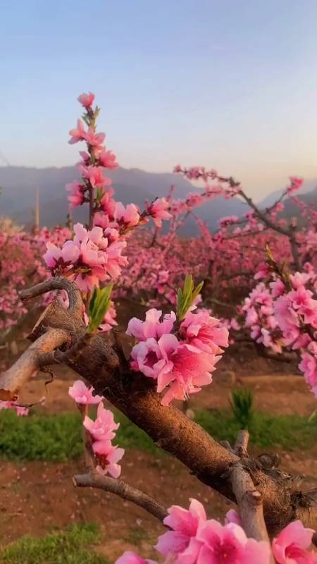 桃花盛開時節,十里桃林十里桃花香,漫山遍野裡灼灼芳華.