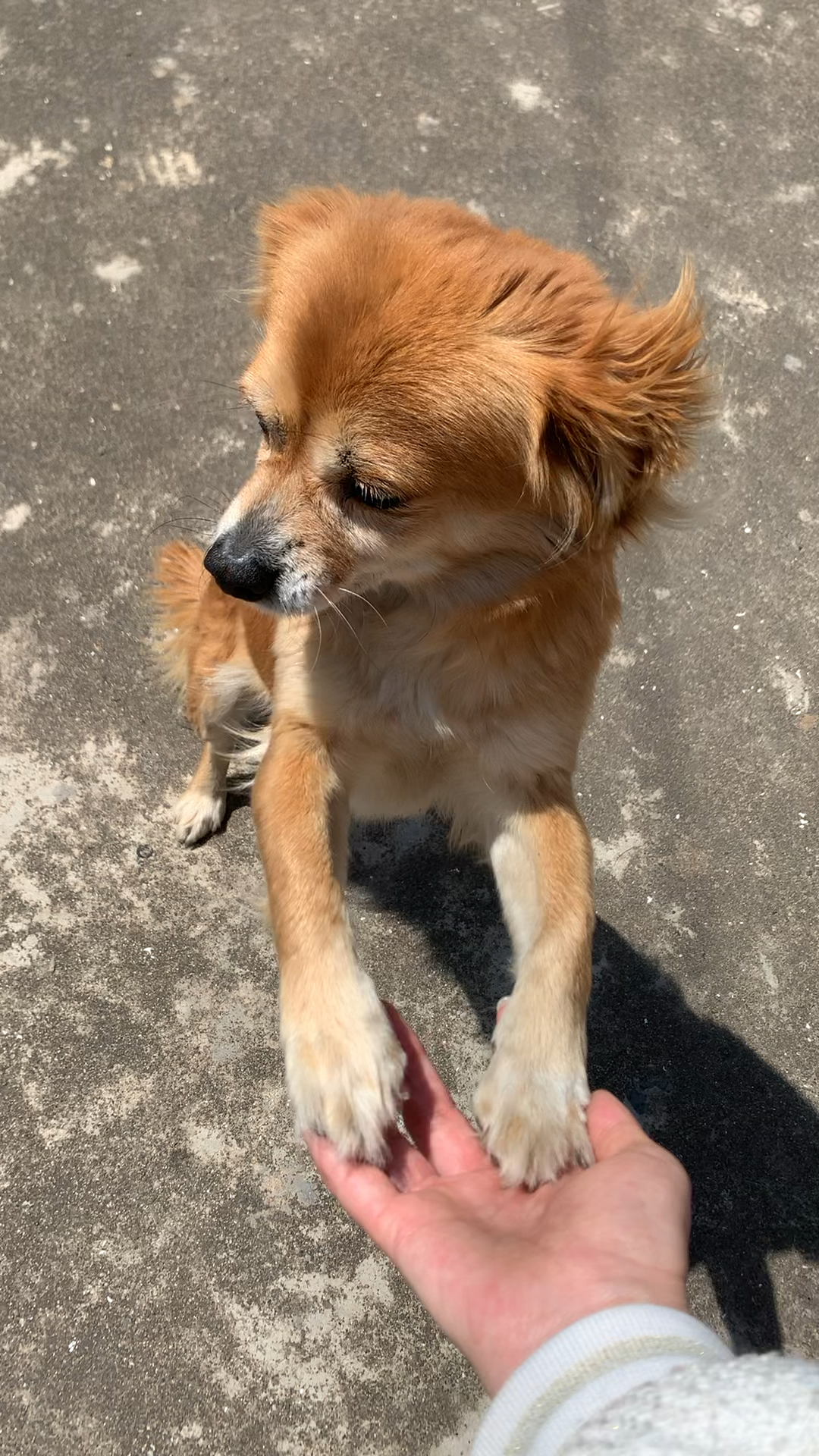 这是我家的狗宝贝金虎,它是一只很乖的狗狗-全民小视频