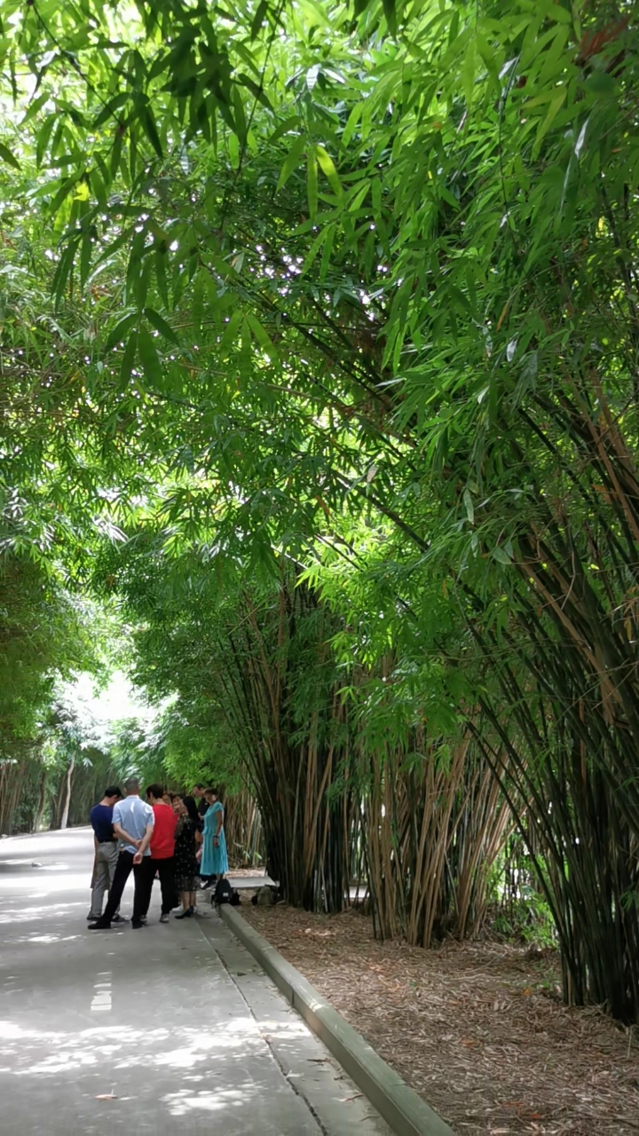 音为有你#竹叶海公园内竹林大道阴凉幽静