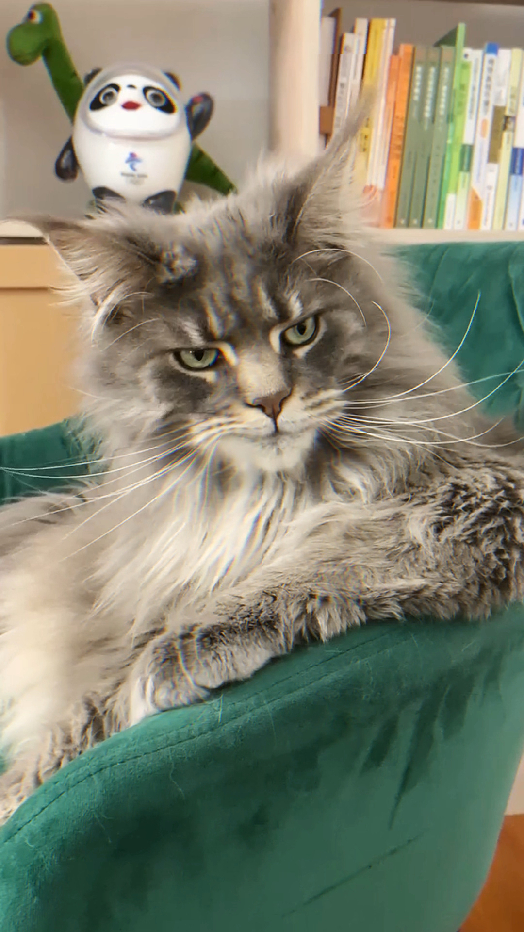 霸总猫版梅尼耶～有帅到你吗?