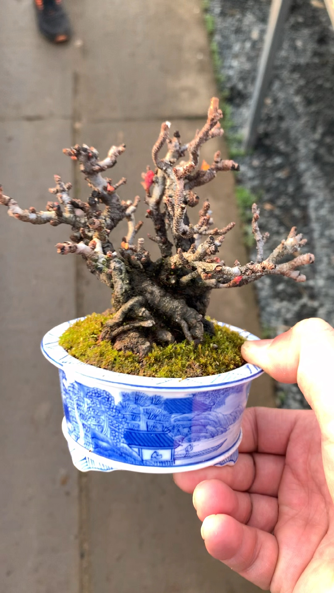 进口长寿梅盆景