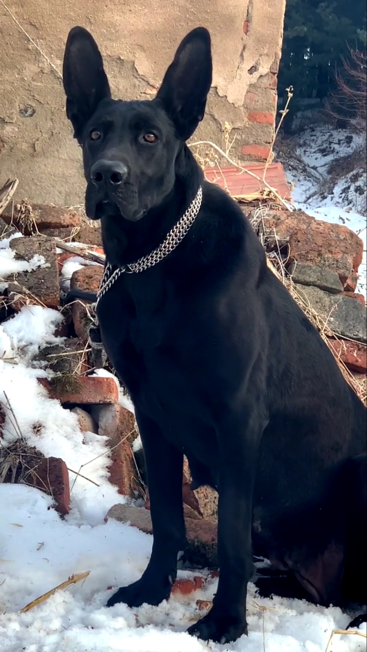 黑狼犬#看家护院,威武霸气的黑狼犬