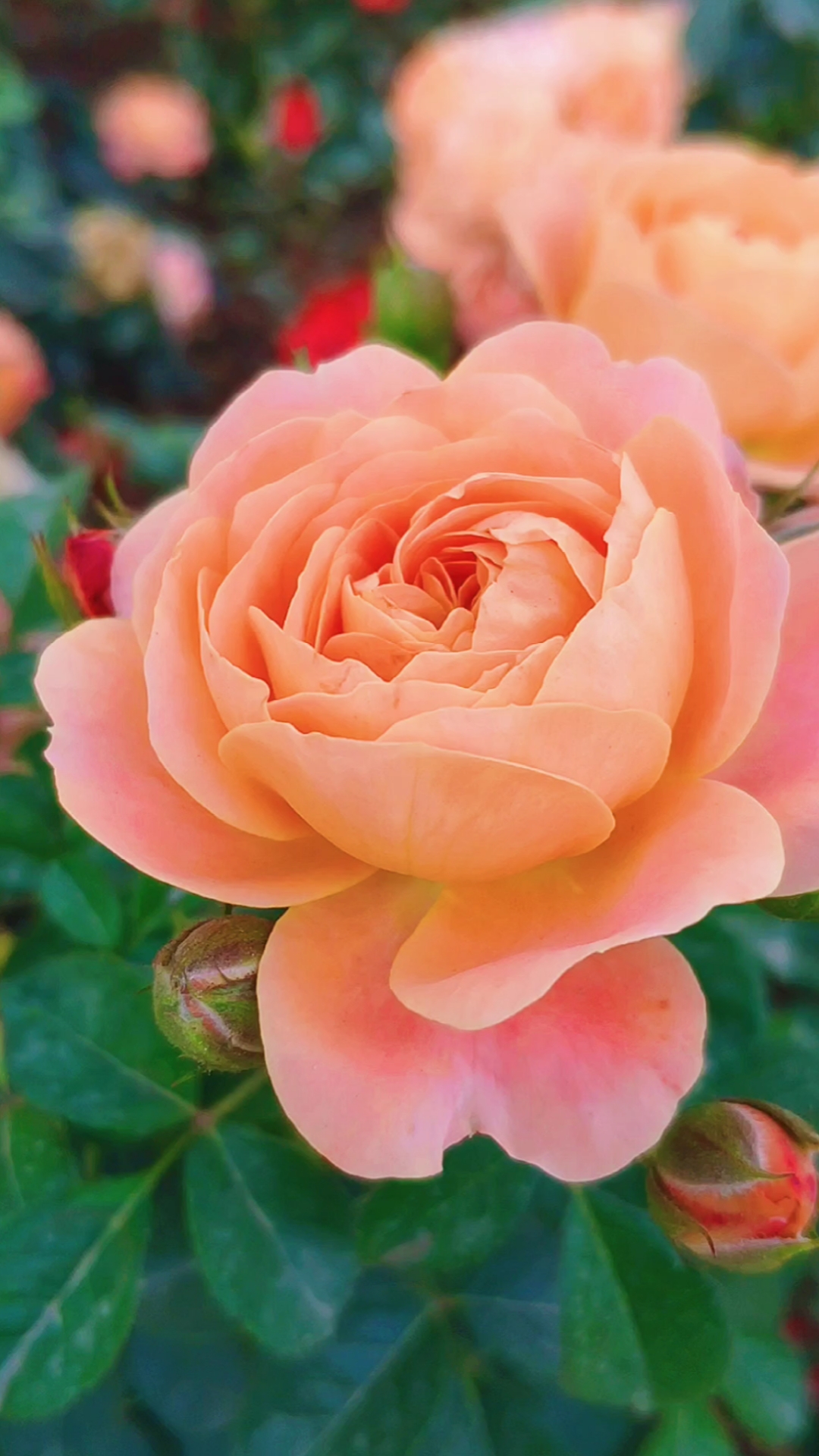 黄玫瑰#黄玫瑰我负责拍摄分享你负责欣赏