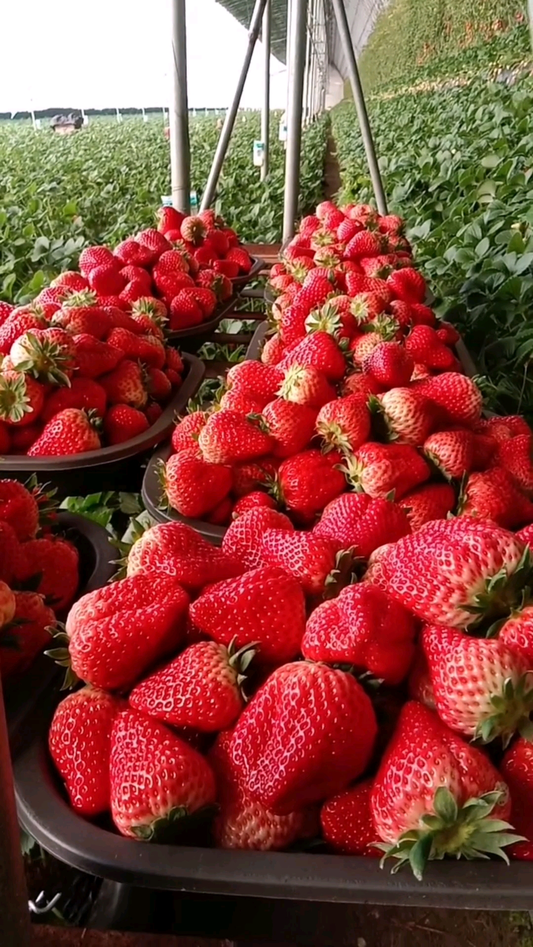 妙香七号草莓苗,产量高口感好果子大