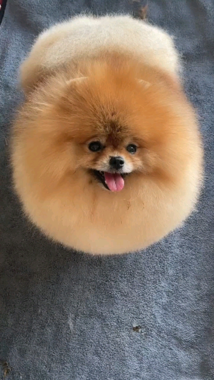 萌宠博美宝宝#自家精心繁育爆毛小博美.