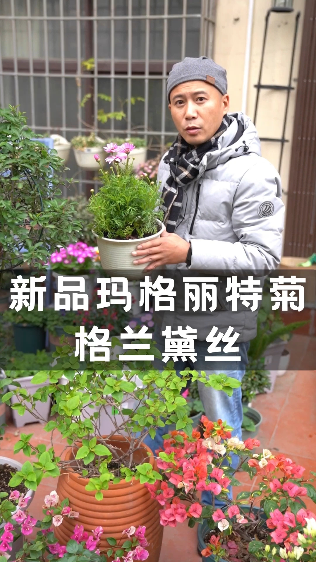 新品玛格丽特菊格兰黛丝花朵大颜值高堪称茼蒿女王花