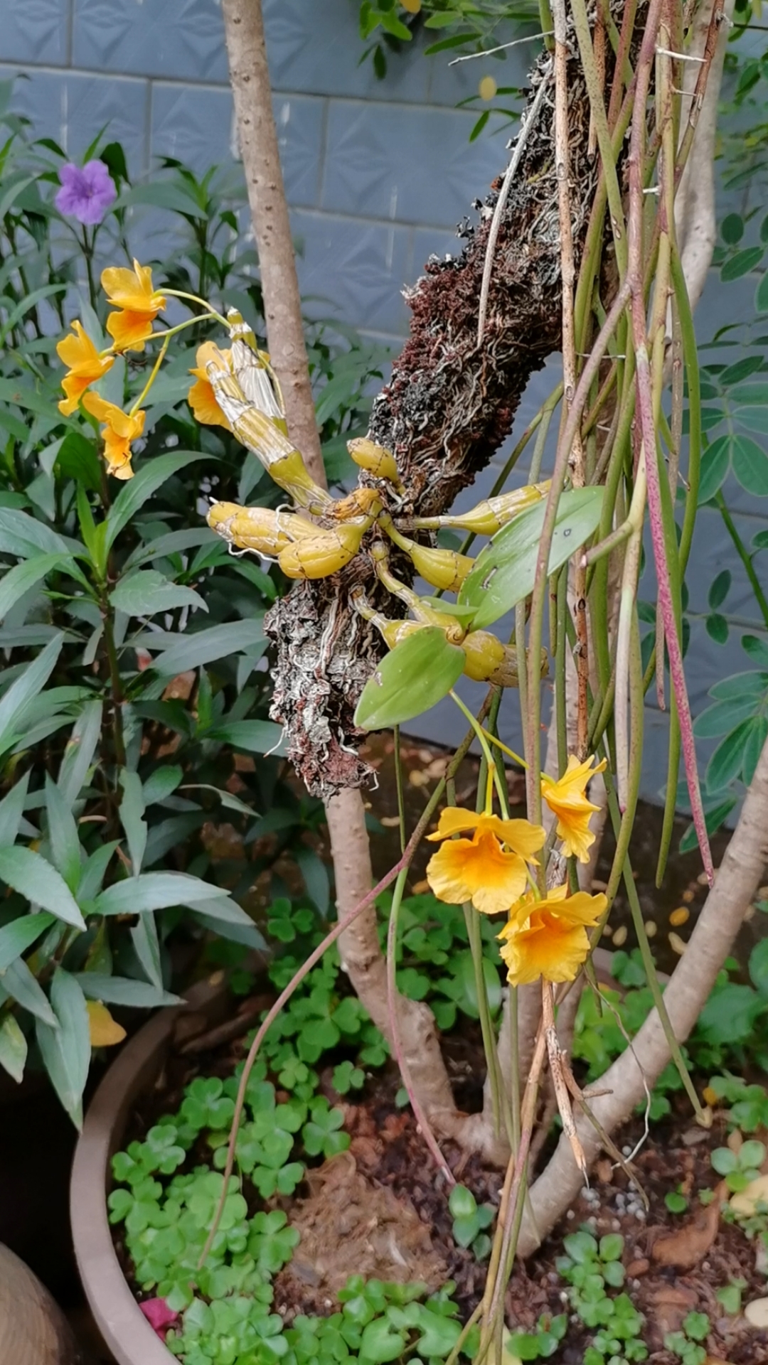 石斛记#原木上的短棒石斛,花苞全部打开了