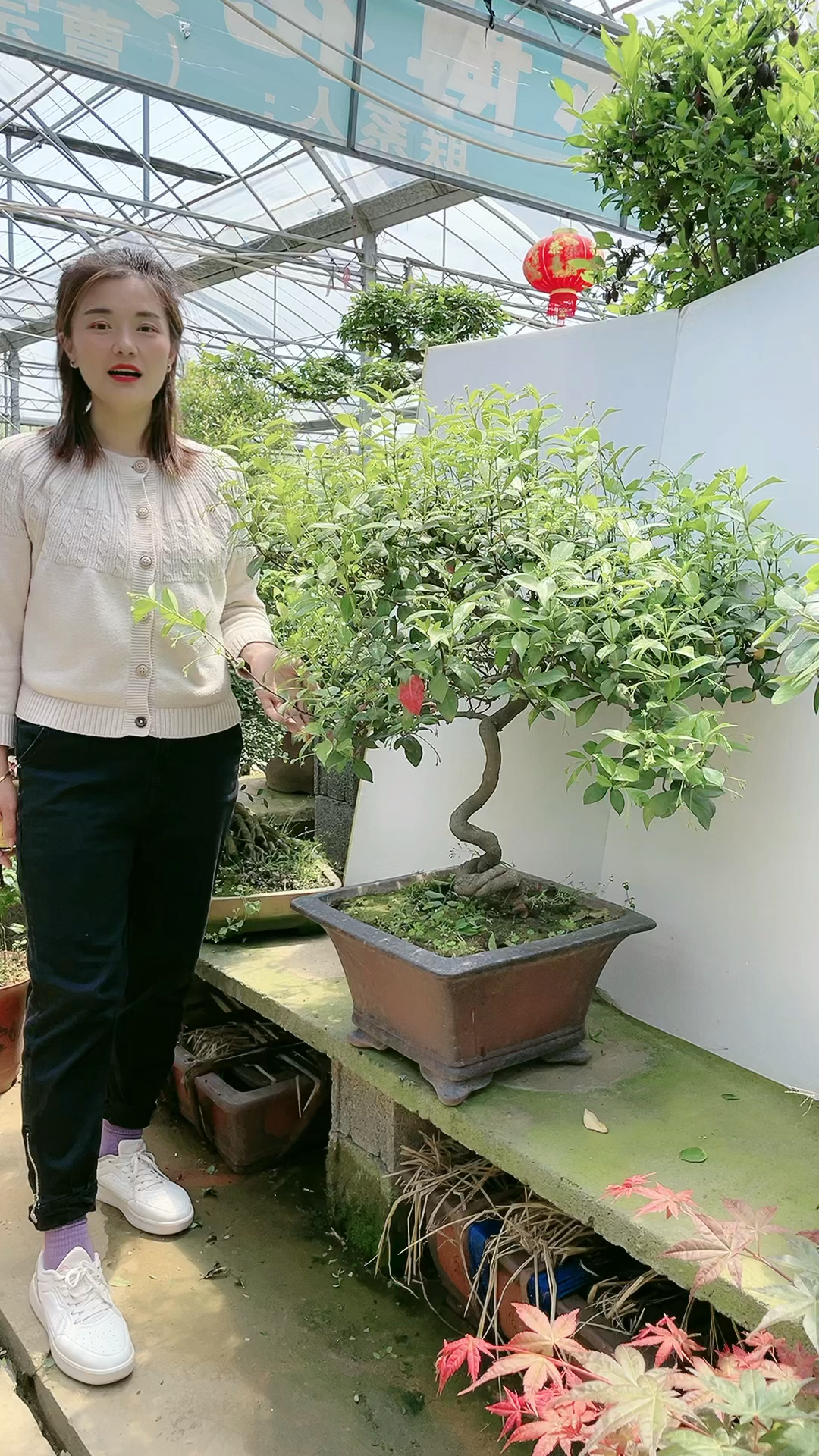 云香花期中也叫风车茉莉,正在开花.