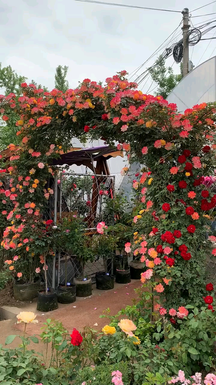 藤本月季藤彩虹成品拱门花量多花期长多季循环开花