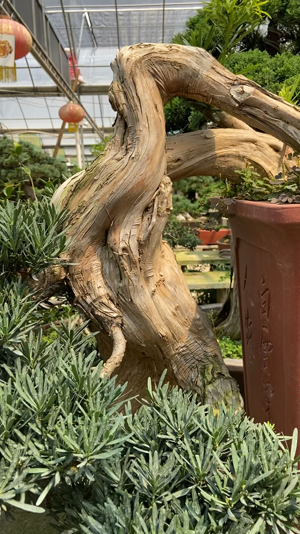 悬崖造型罗汉松