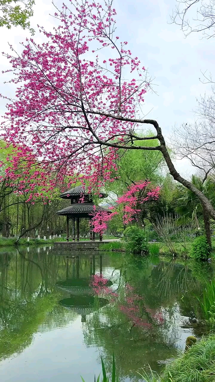 手机摄影#水映岸边水中画,岸边长树开红花,树绿叶茂长水边,凉亭树木