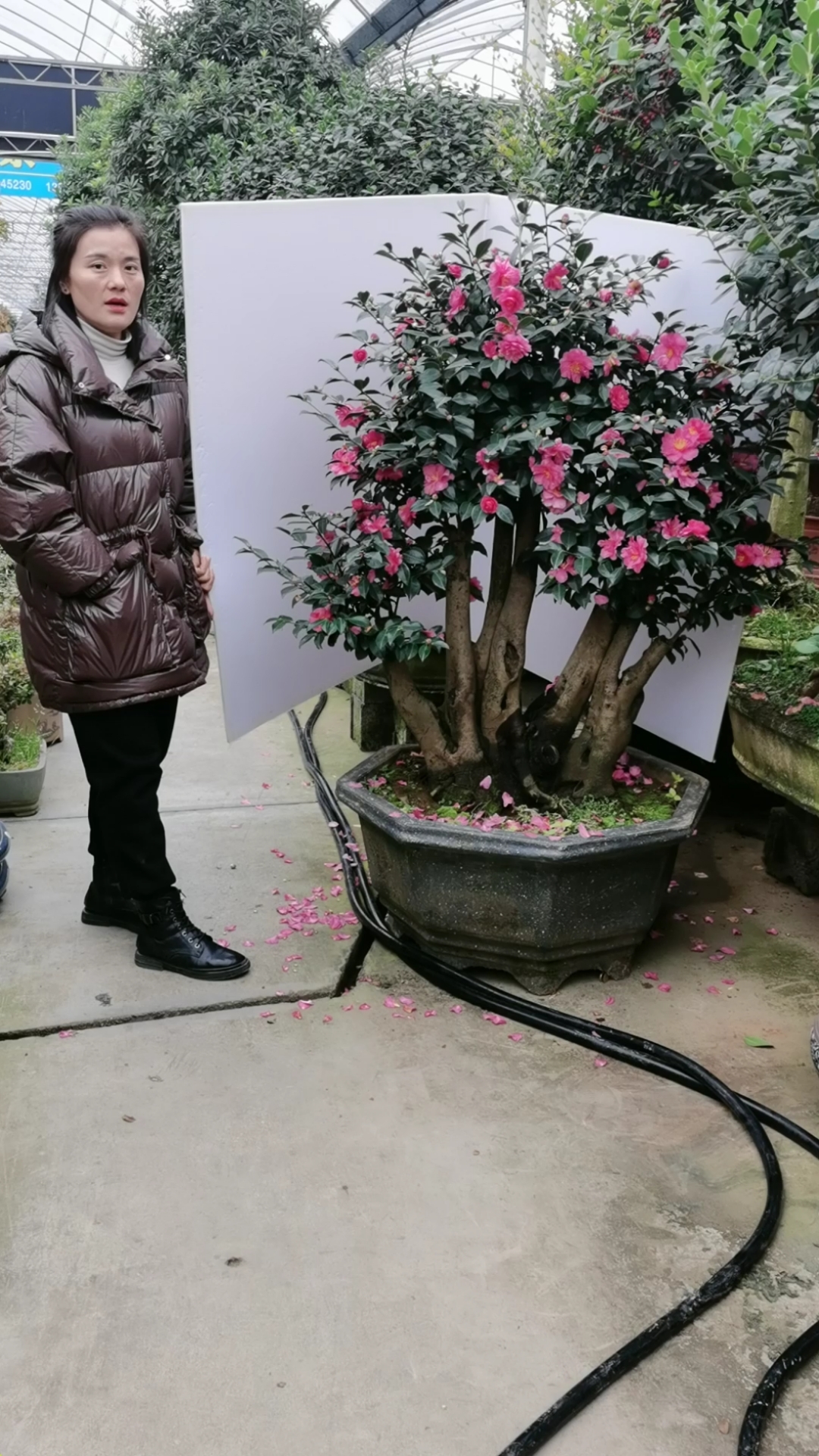 百年古桩茶梅盆景,喜欢的点个关注!