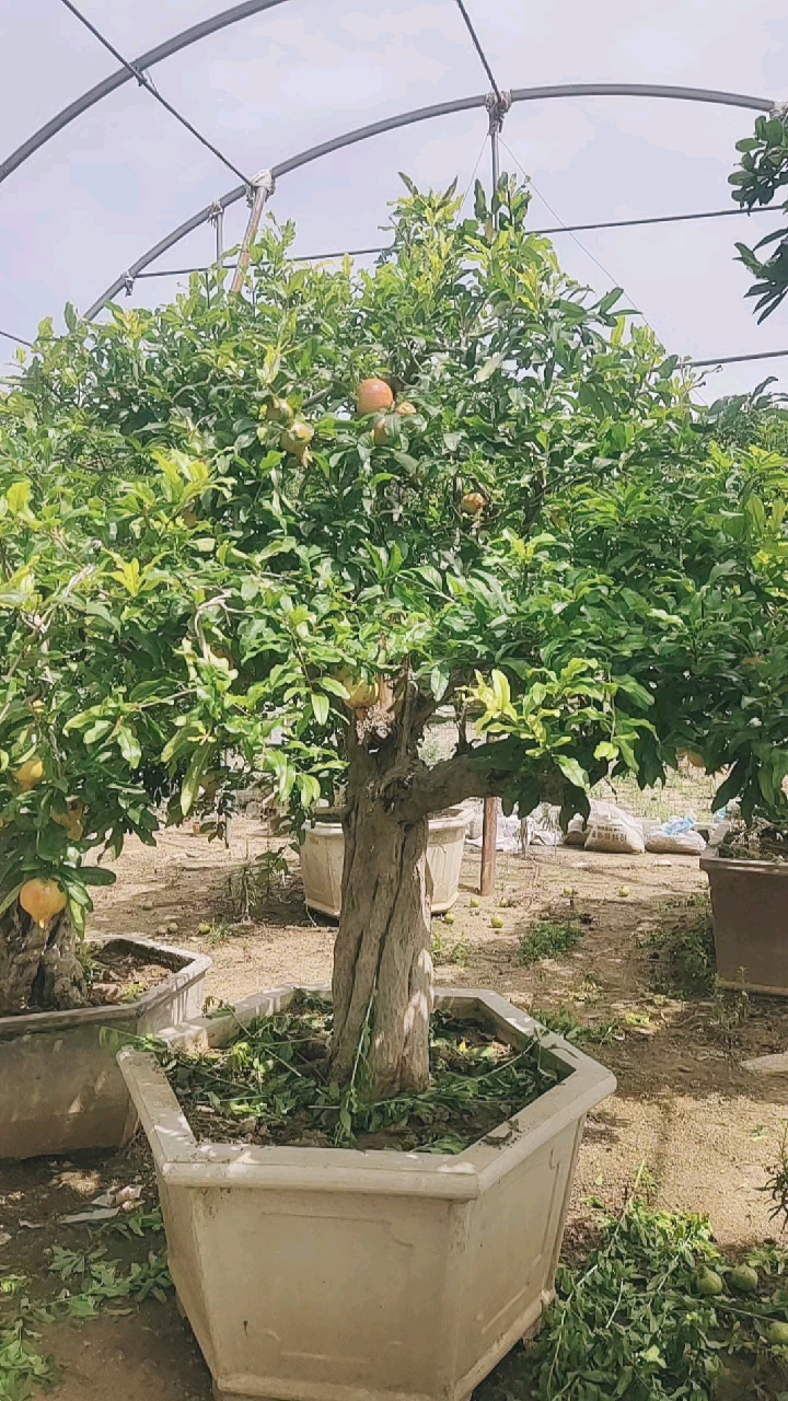 吃石榴的季节#直杆古树石榴盆景