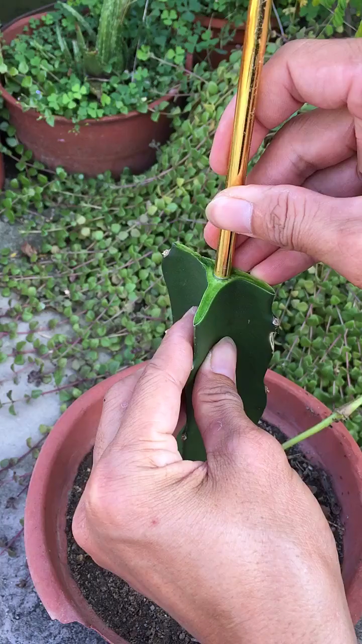 仙人球嫁接火龙果植物