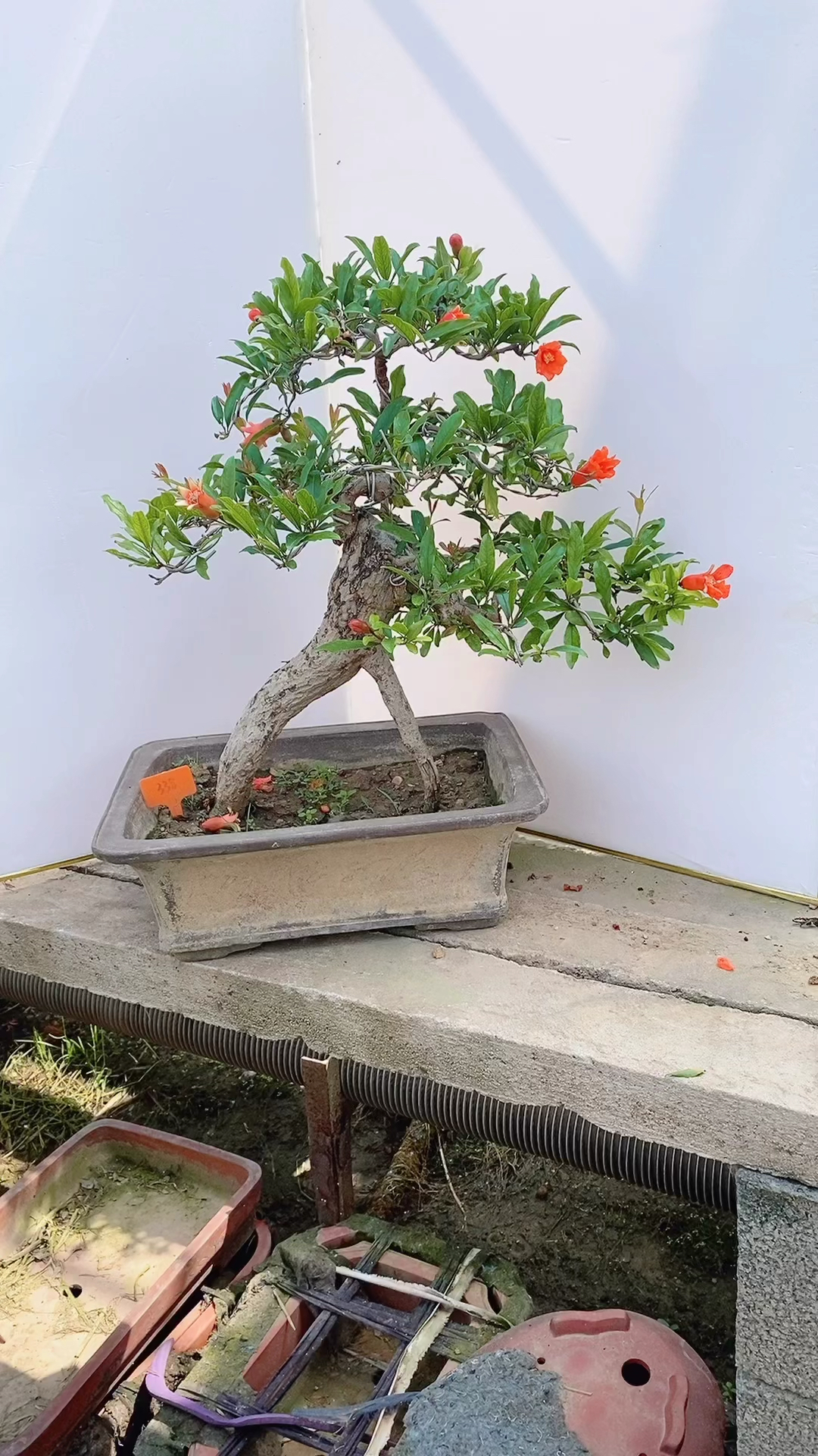 大红袍石榴盆景#大红袍石榴喜欢的联系我,石榴盆景