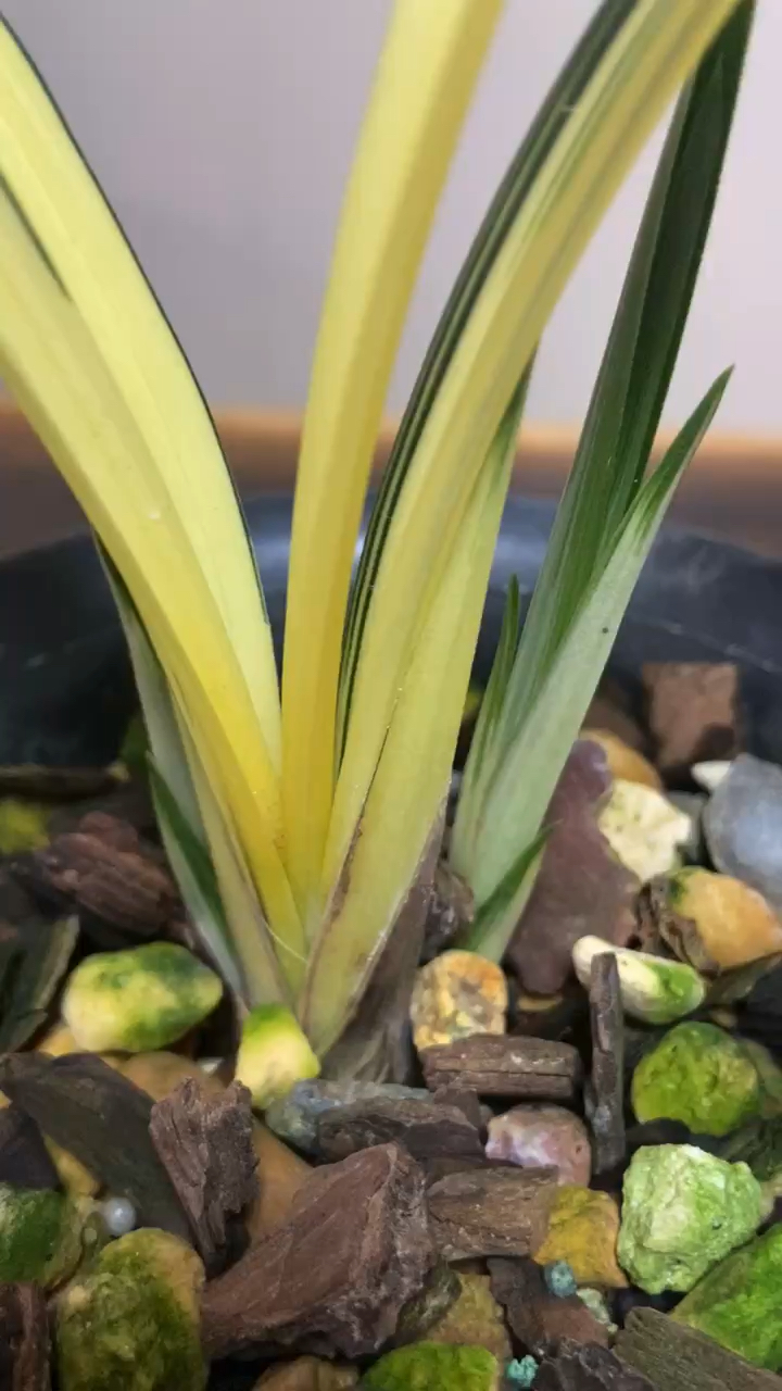 兰花#1壮苗2大芽兰阳之松