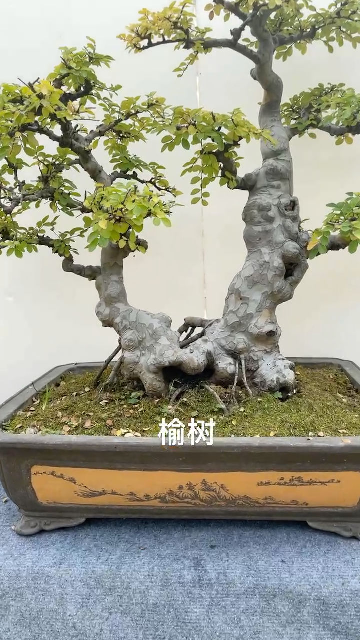 双杆榆树
