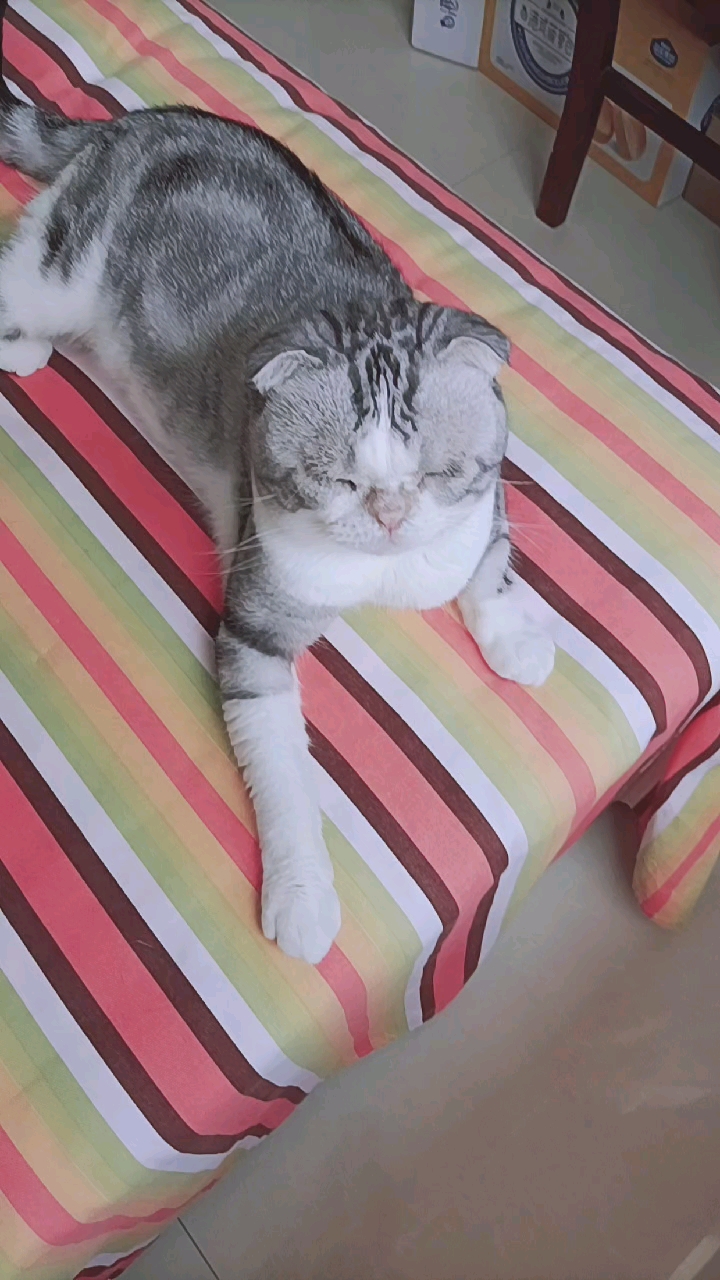 我家萌猫#吃过早膳魔术般地趴床上假装睡觉了