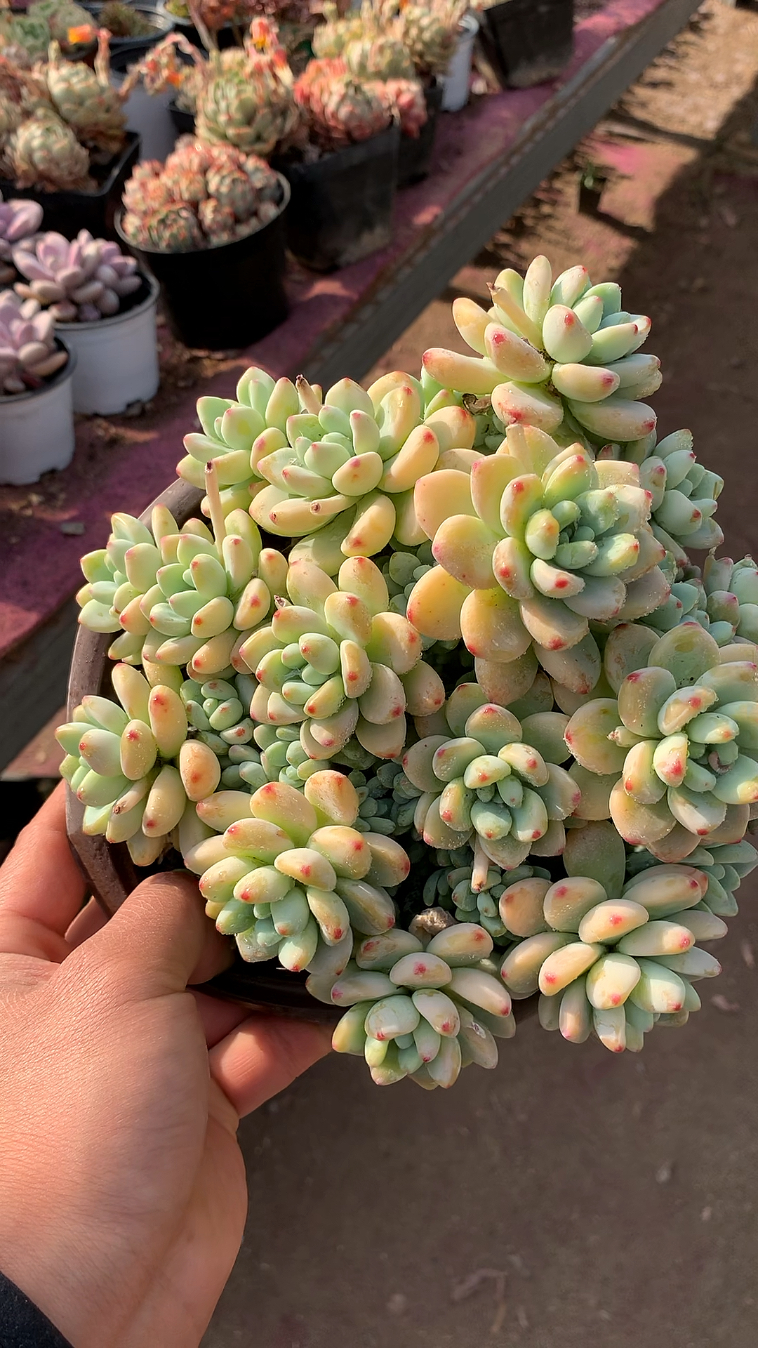 有一种可爱叫多肉!#略带香味的劳尔