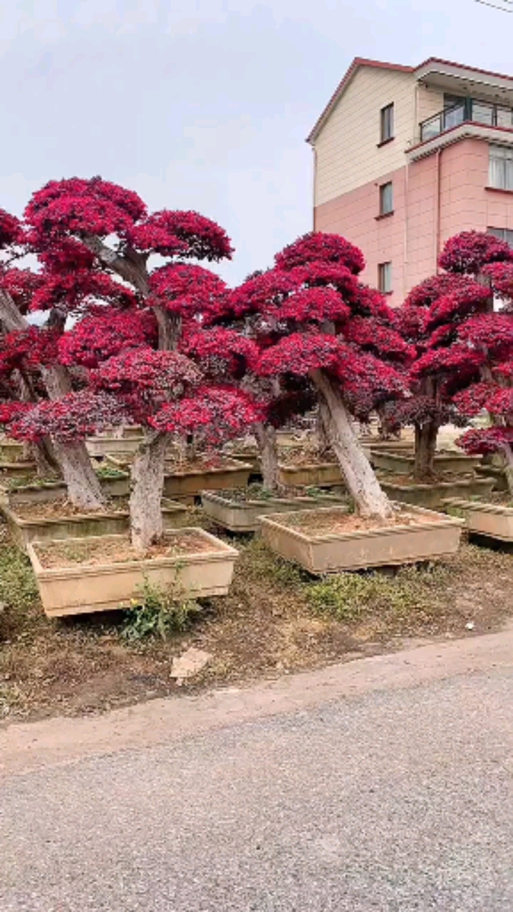 红花继木造型树红红火火四季不落叶适合庭院别墅农家小院绿化栽植