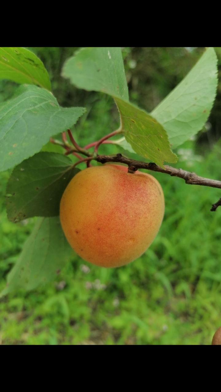 杏子熟了