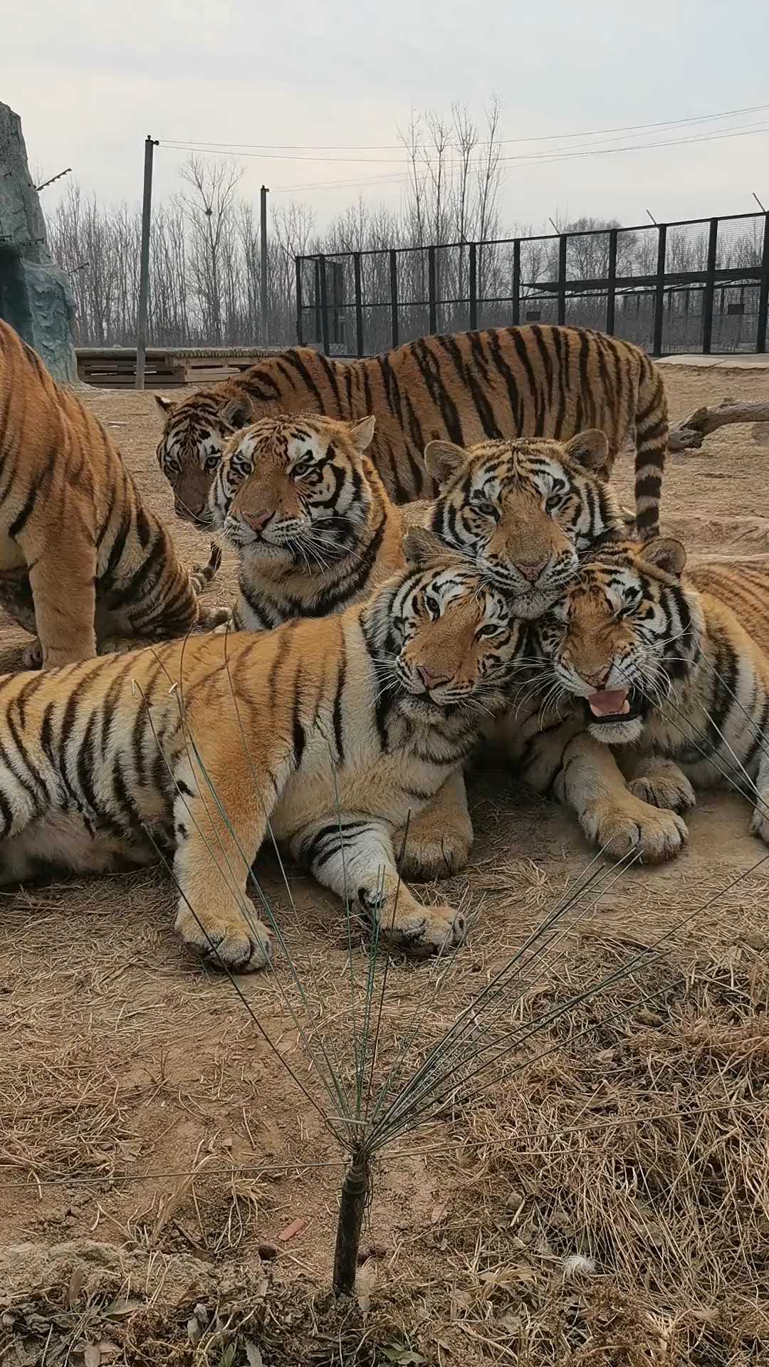 一群呆萌可爱的老虎!虎年快乐呀