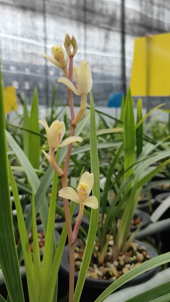 兰花#建兰玉芙蓉