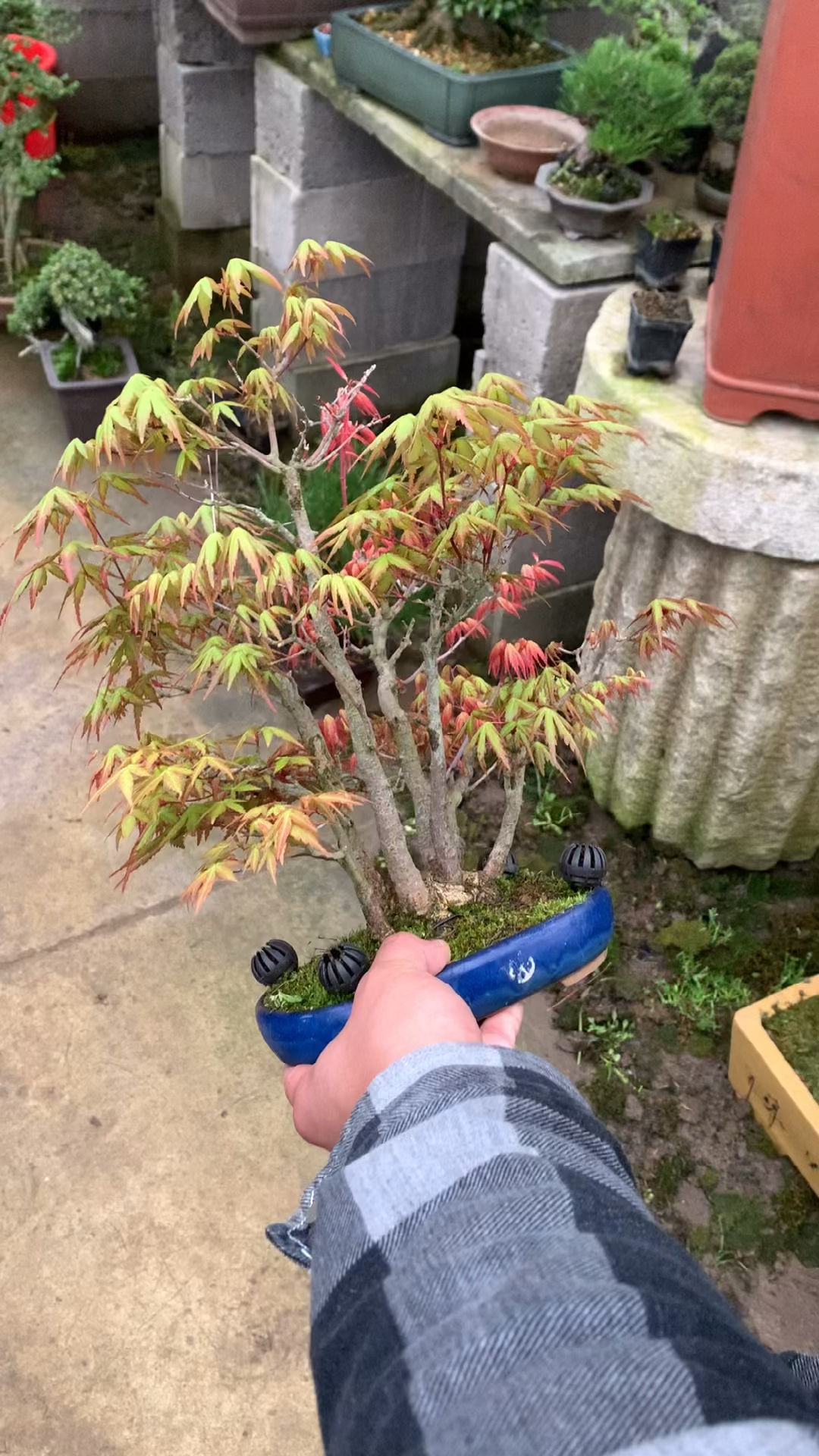 进口小枫树盆景品种山红叶