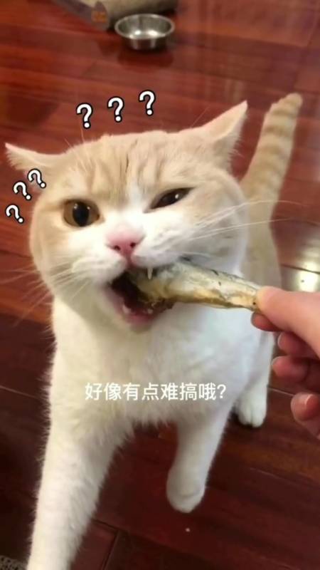 今天的小鱼干,有点难搞哦