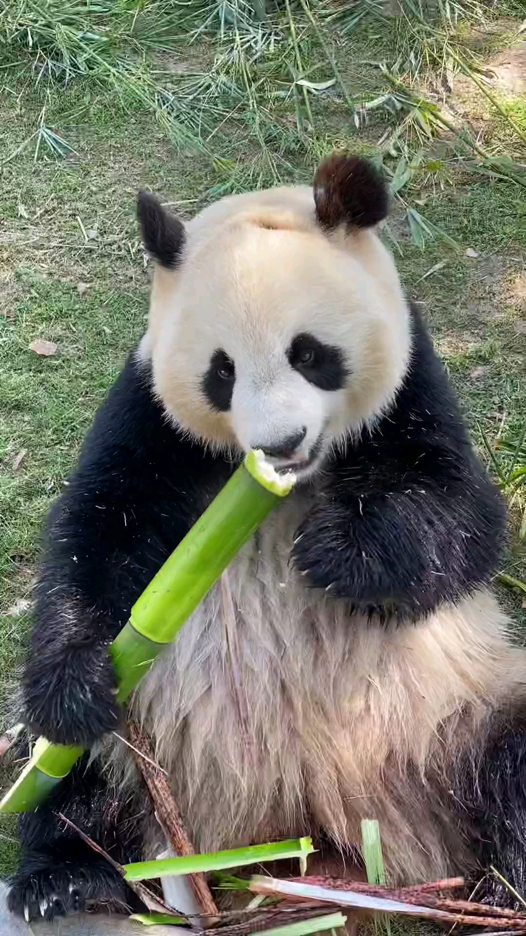 天生爱吃竹子的熊猫宝宝