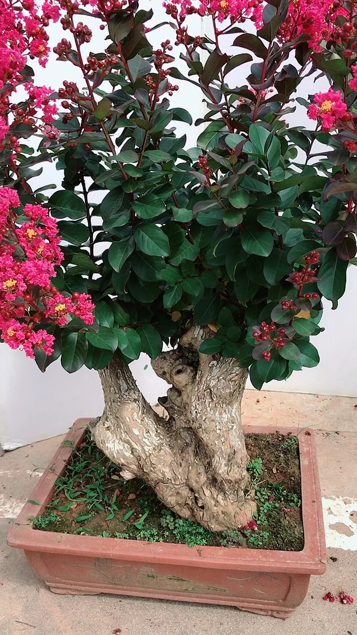 紫薇盆景品种百日红