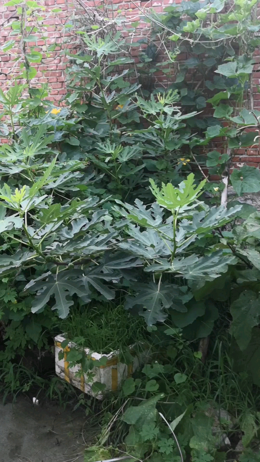 20220723破布无花果挂果情况