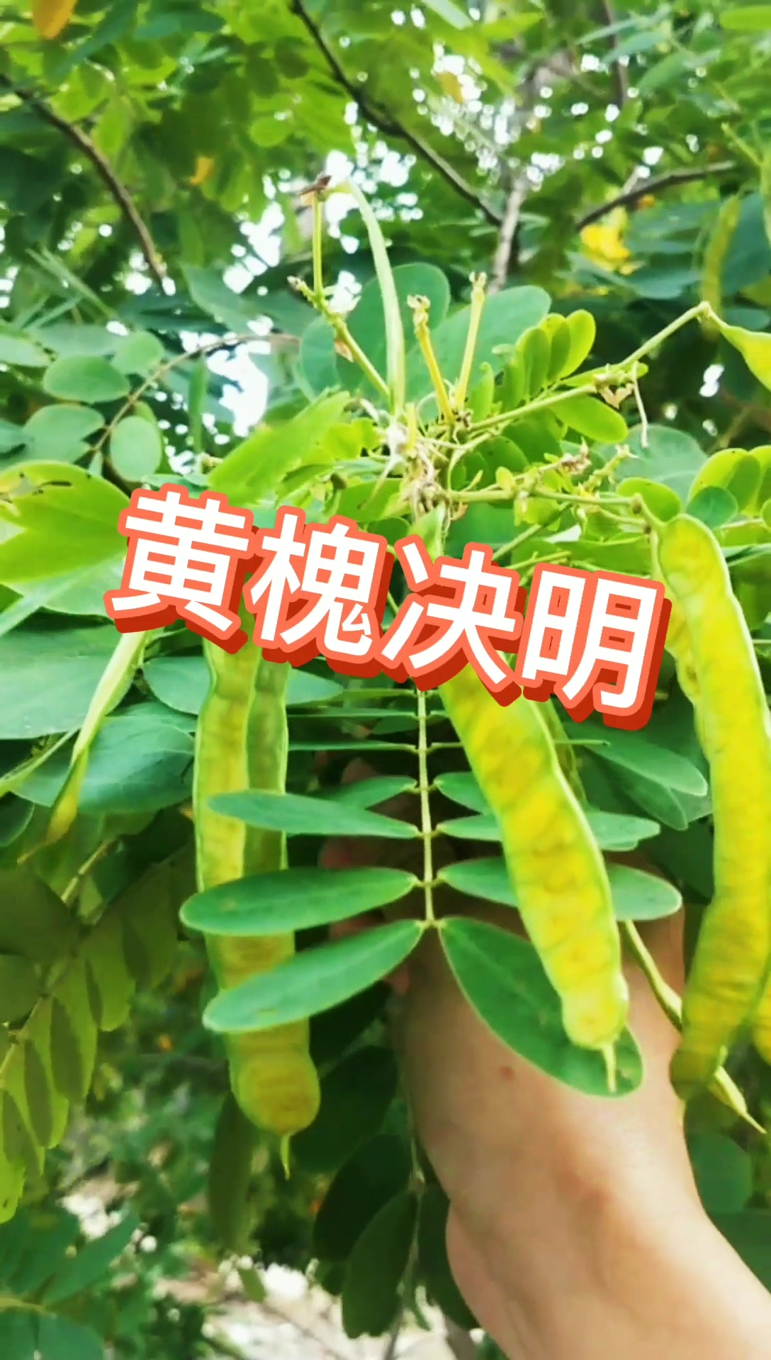 认识中草药#黄槐决明,花颜色金黄灿烂,果实形状如豆角,价值评论分 ..
