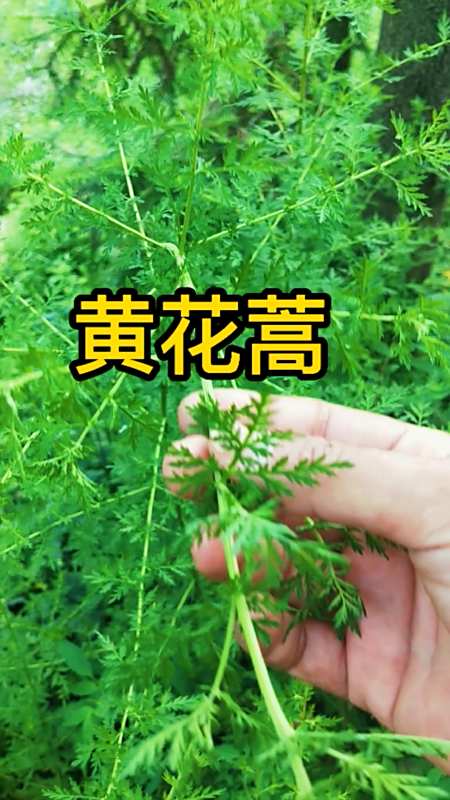 认识中草药#黄花蒿别称:草蒿,青蒿,屠呦呦教授从这种草本植物中提取