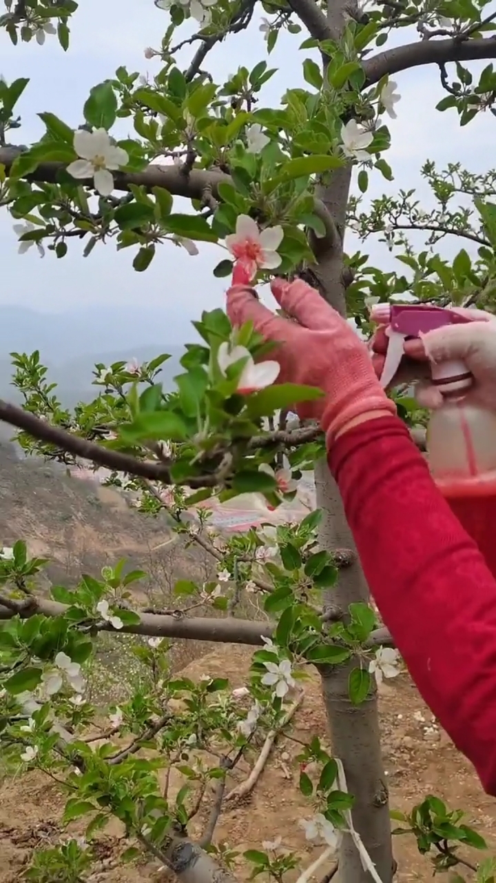 泰安开发区泽雨苗圃#鲁丽苹果树的人工授粉