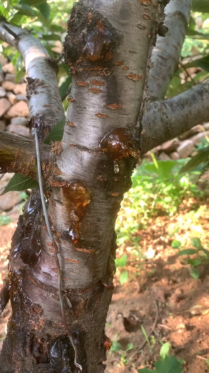 大樱桃树流胶的病因,大樱桃树流胶防治