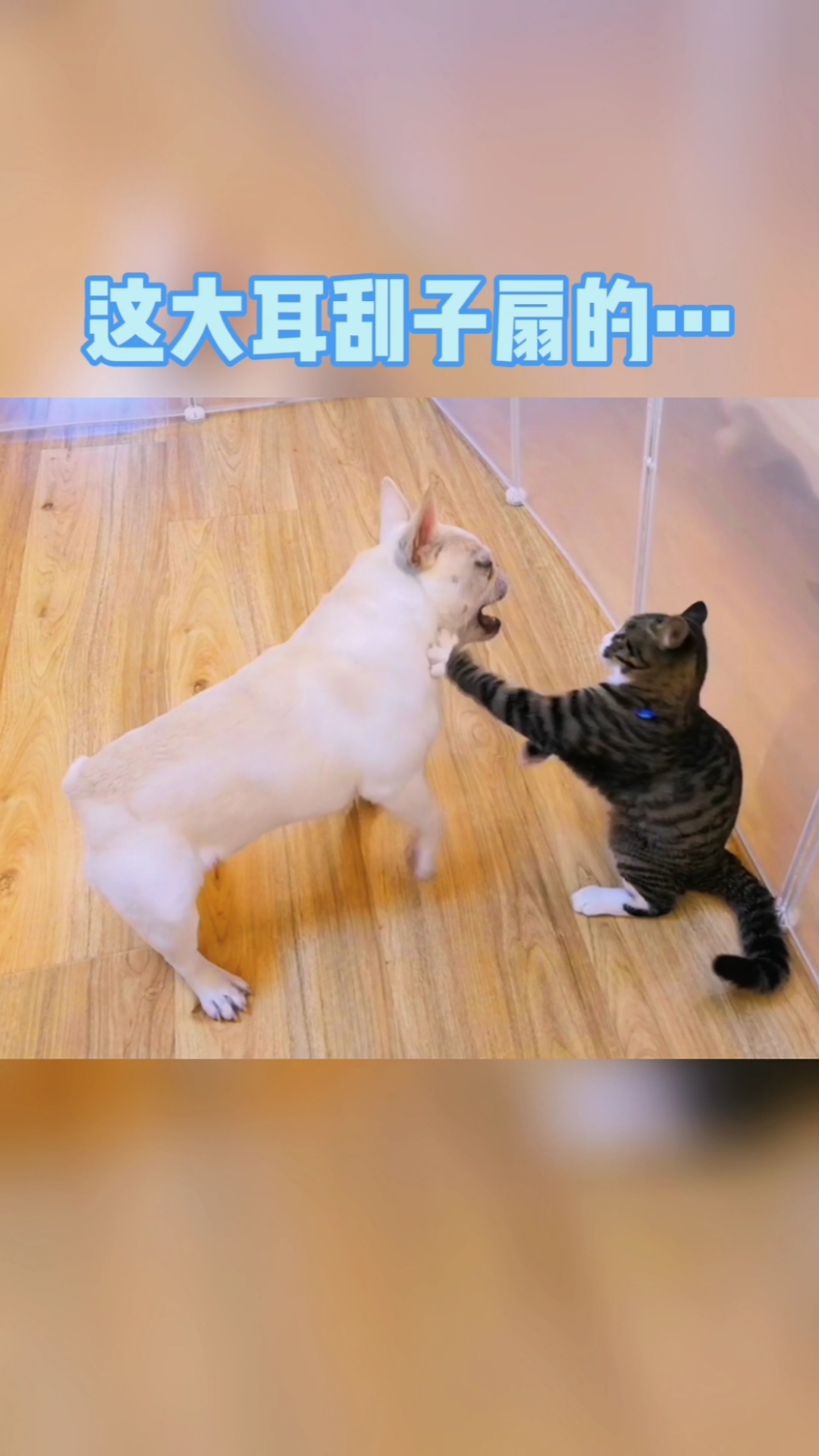 搞笑萌宠#惹是生非的狗子,这一通大嘴巴子挨的