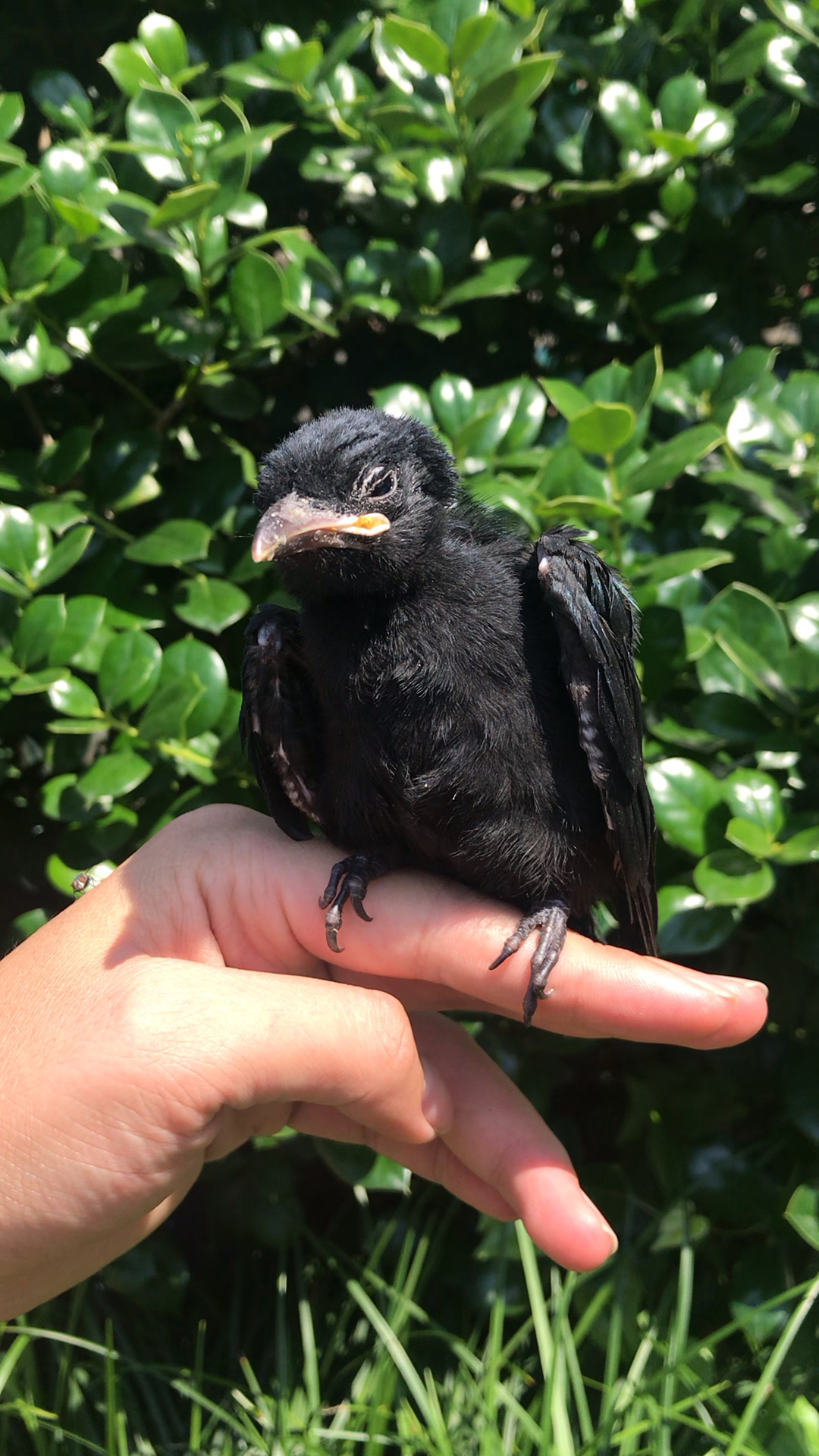 前天捡的小黑鸟还是精神不好老睡觉吃东西一点点!啥原因